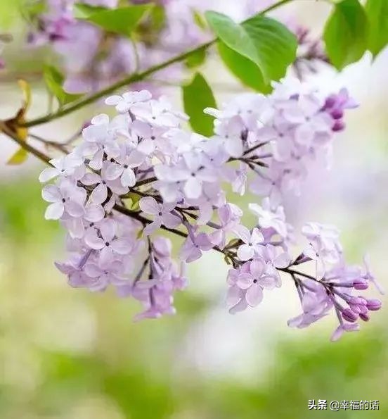 6月到了，送你6花6蝶6鸟6景6曲6诗，这月顺顺利利。