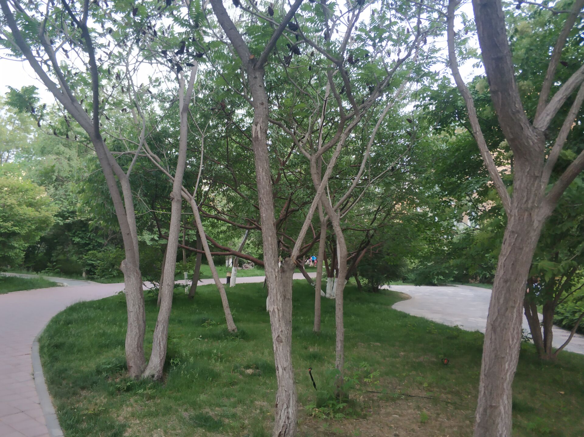 华美文轩乌鲁木齐,华美文轩家园乌鲁木齐