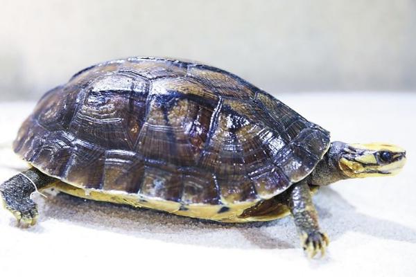 金钱龟跟石金钱的区别图片,越南石金钱龟是真正的金钱龟吗