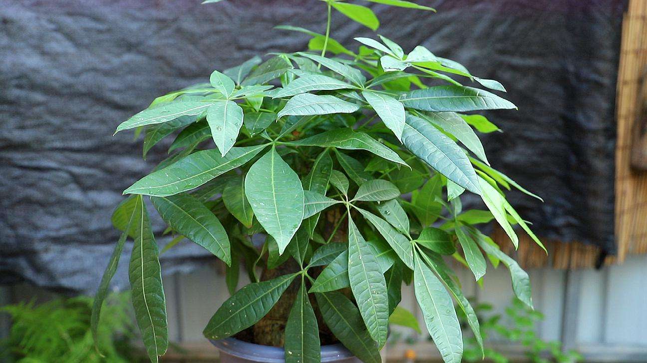 生活在钢筋水泥的丛林里,生活在钢筋水泥里