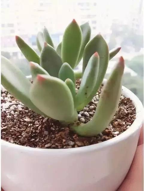 推荐轻松玩转100种常见多肉植物,700种多肉植物图鉴pdf百度云