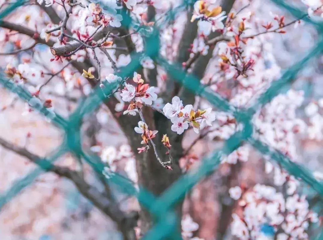 一头扎进春天里云南,美如仙境的西南民大