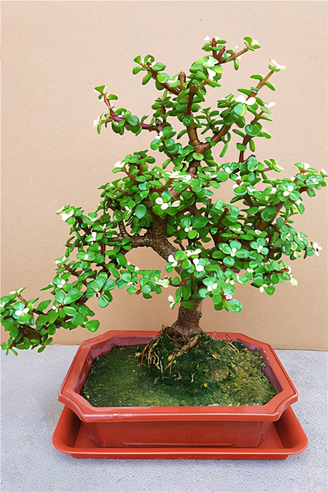 四种便宜又好养的花卉,一年四季最好养的盆景花