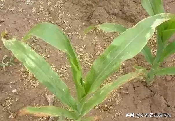 玉米除草剂药害最佳补救方法,白菜受玉米田除草剂药害怎么办