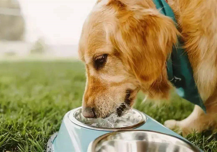 狗狗肾衰竭可以喝水吗,狗狗大量喝水大量尿肾衰竭