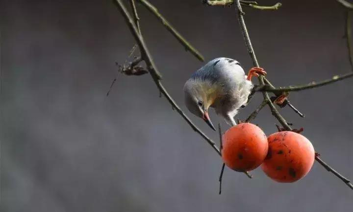 柿子熟了美文赏析,柿子熟了美图100张