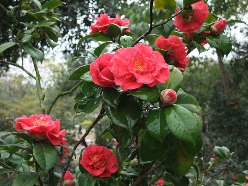 山茶花不能正常开花的原因,山茶花开花时可以晒太阳吗