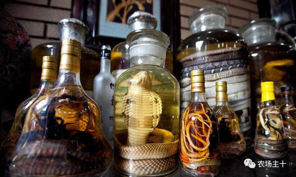 从沿街乞讨到身家亿万，“特养教父”32年的农业路堪称一部传奇史