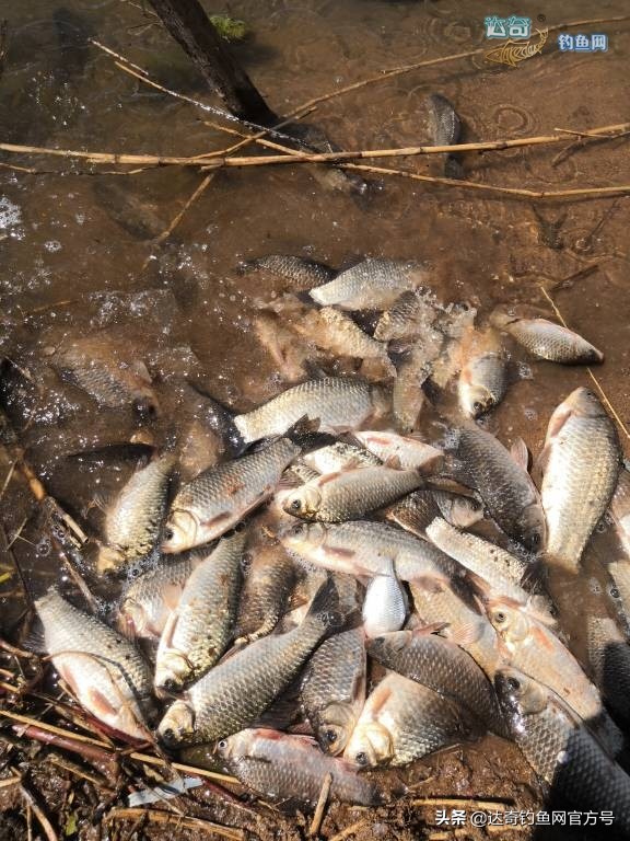 麦子钓野河鱼的最佳配方,野钓鲤鱼最诱鱼的酒米