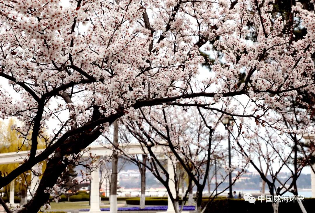 走进春天的环翠公园,环翠景色