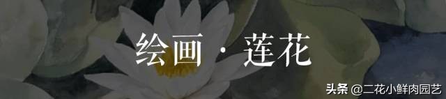 100种花卉绘画,100多张花卉线描手稿素材赶快收藏