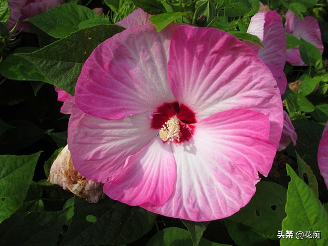 什么花开得好看又好养,开花非常好看且又好养