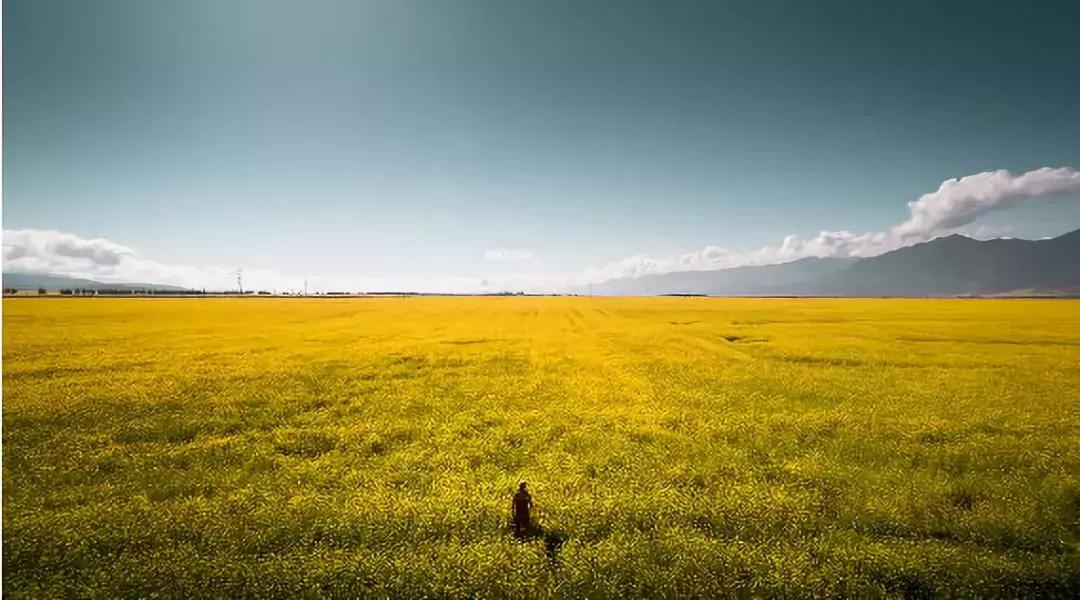 最适合赏花的花,视觉盛宴五种赏花名花供您选择