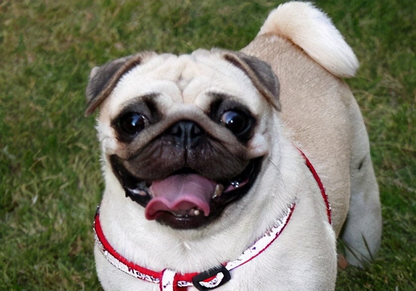 黑色巴哥犬市场价多少钱一只,巴哥犬价格一只多少钱