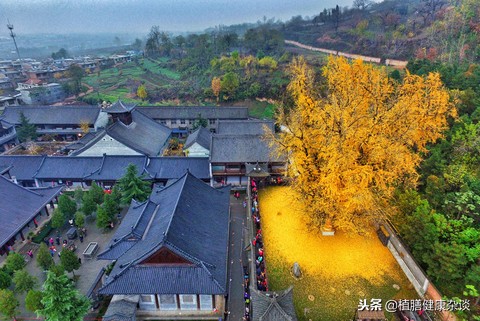 敛肺止咳祛痰定喘的中药是,养肺止咳定喘