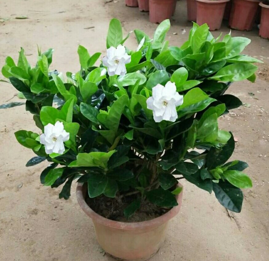 栀子花高压生根盒繁殖,黄栀子花扦插繁殖方法