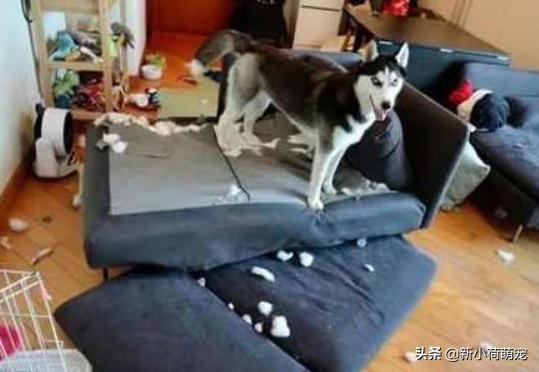 花500块买纯种哈士奇，对方却多送个平底锅？第二天才知道原因