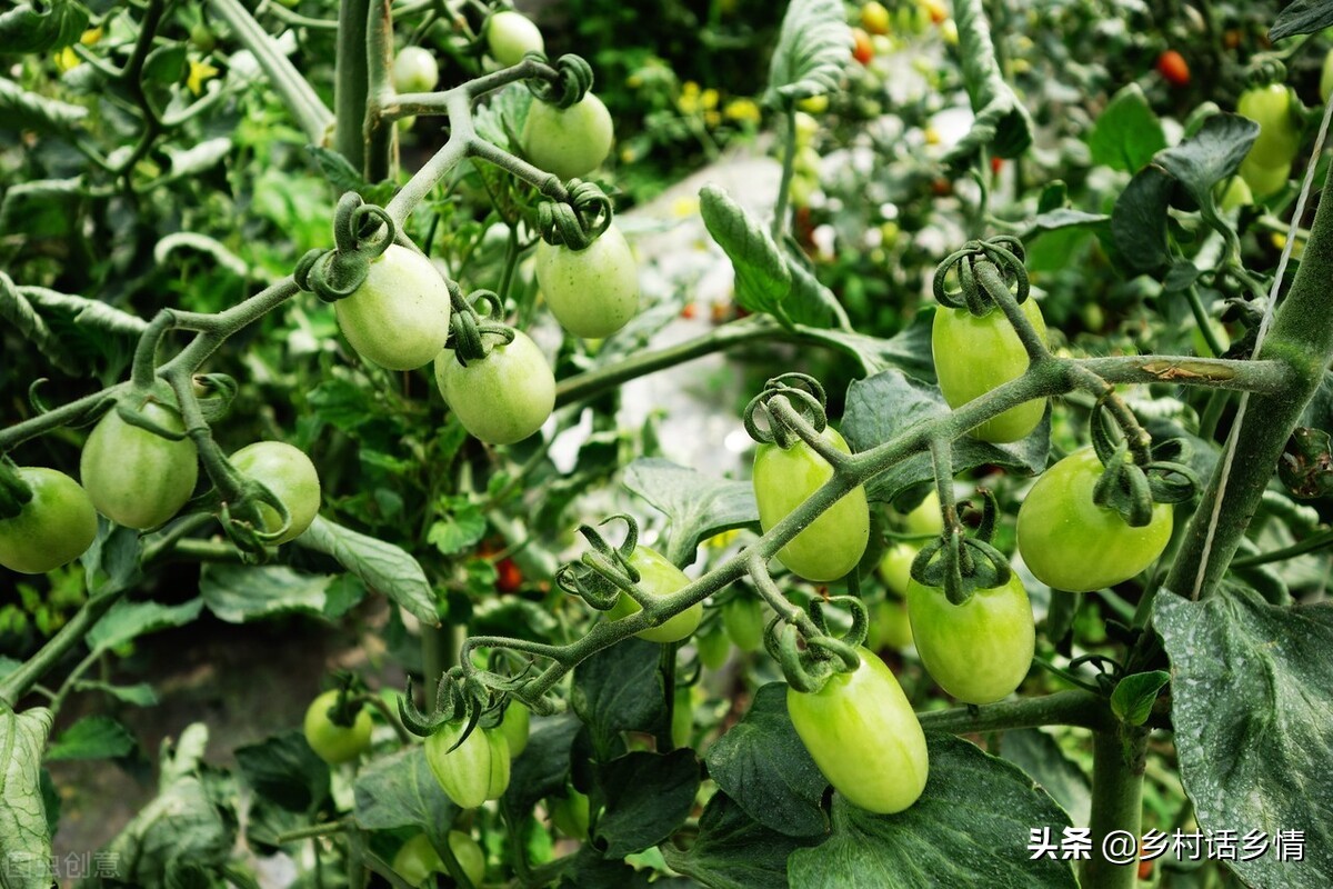 蔬菜实用种植小技巧视频,种植蔬菜最好的小技巧