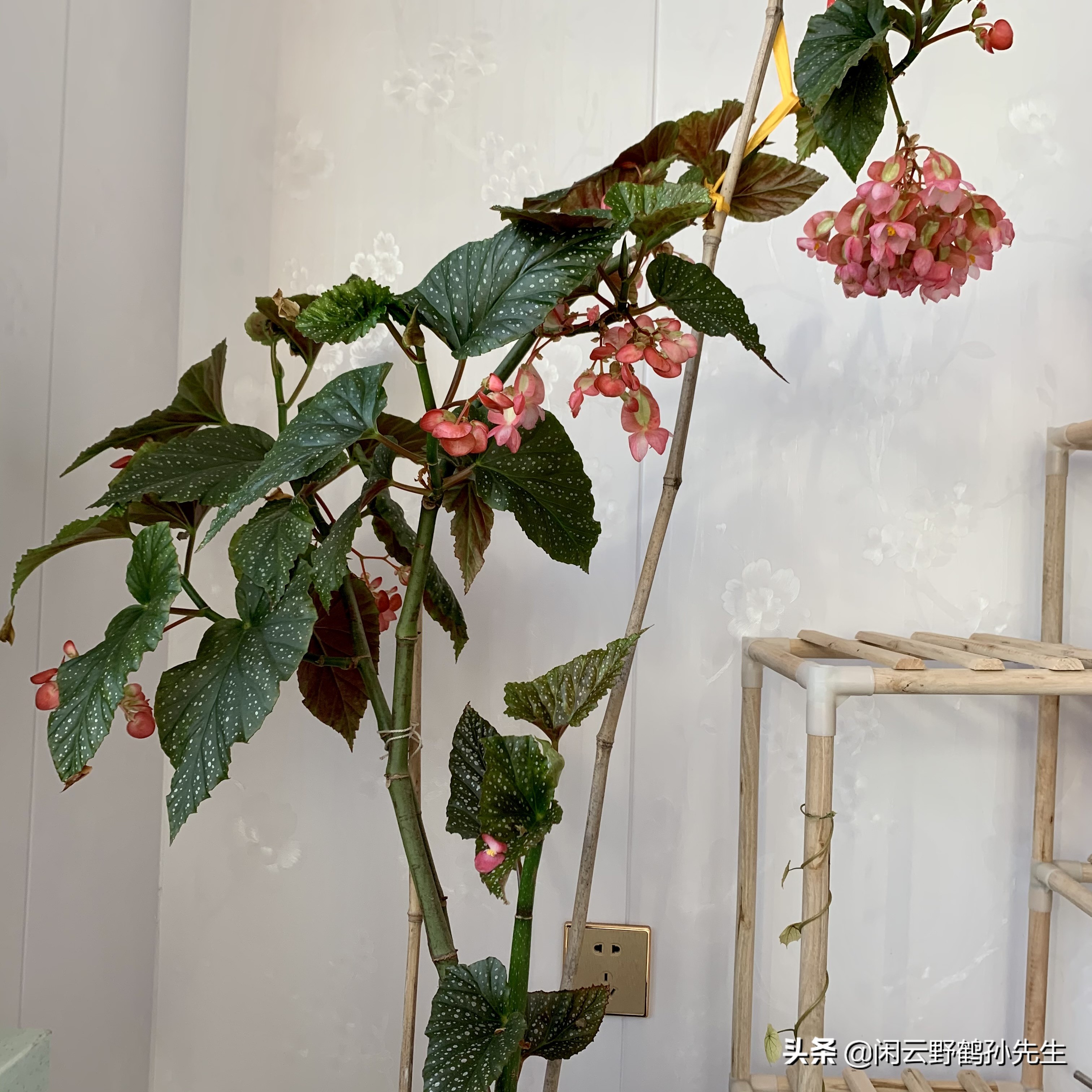 十种养不死的室内秋海棠绿植,竹节秋海棠花怎么养小技巧干货