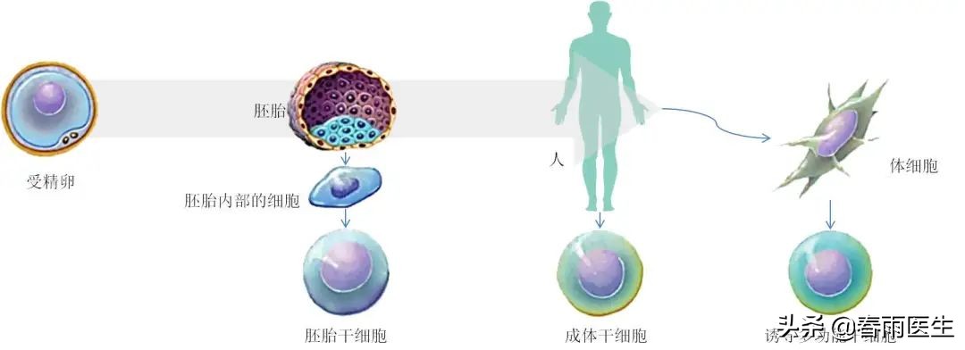 干细胞治疗能干什么,什么地方可以进行干细胞治疗