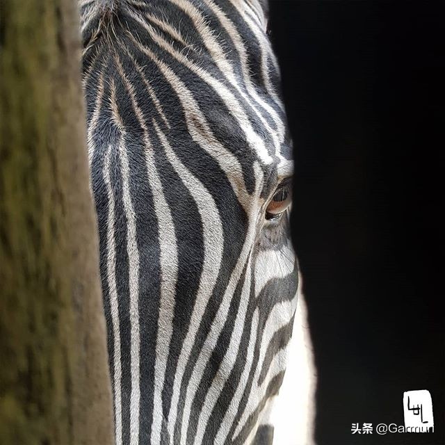 艺术|LulAlilalou看到的神奇世界