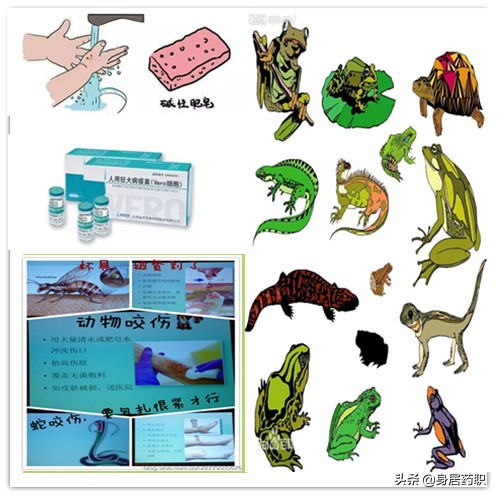 动物咬伤后的处理急救知识的海报,动物咬伤急救常识动画