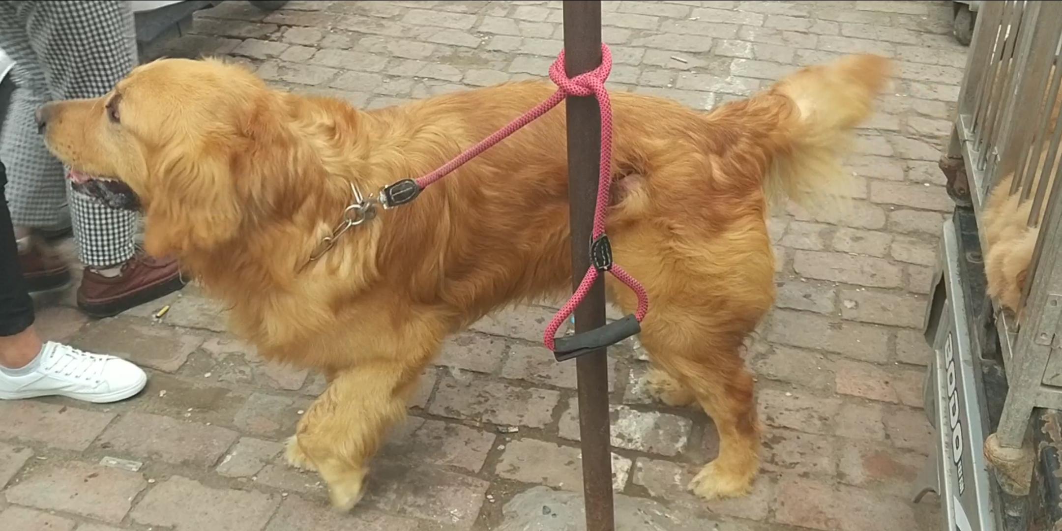 商丘宠物交易市场宠物兔,逛东北宠物交易市场