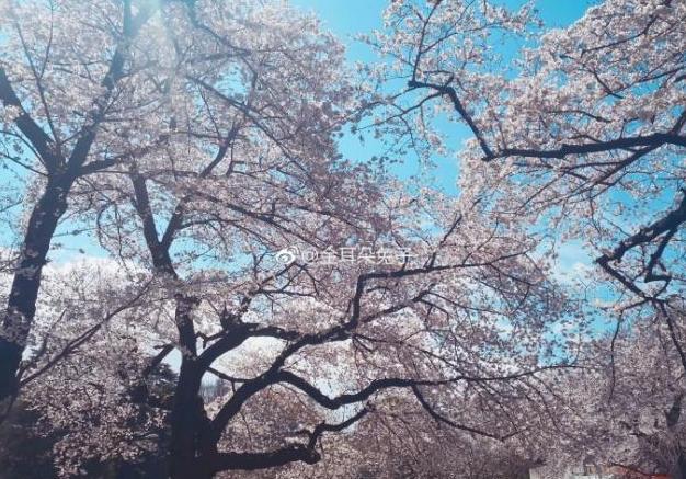 马蓉被海归骗完整版,马蓉最新绯闻消息