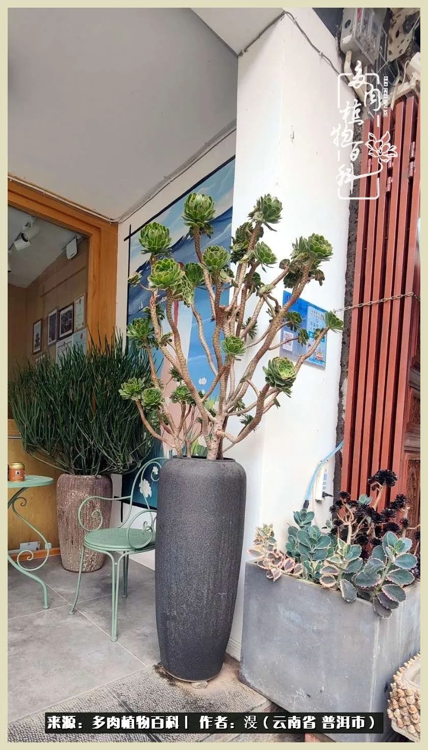 深情不及久伴,厚爱无需多言,择一“爱”,护一生