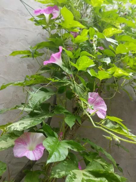 牵牛花到处都可以肆无忌惮的生长,不常见的品种,美出天际!