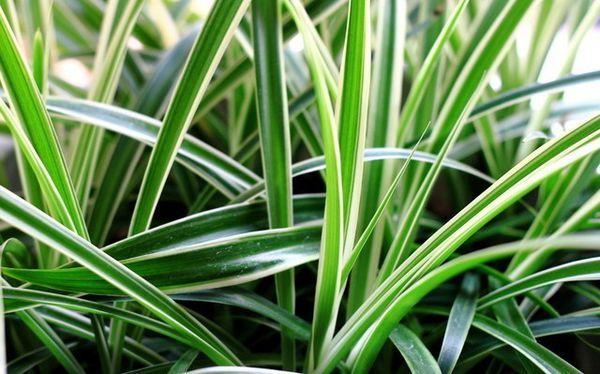 吊兰如何养得又绿又壮,吊兰怎么养才能长得快又茂盛