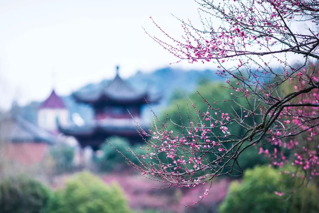 杭州孤山梅园图片,杭州赏梅园