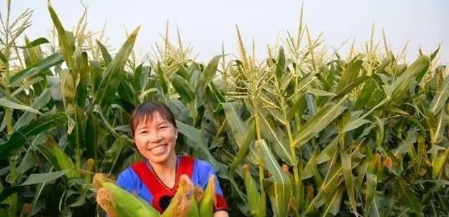 老乡收了几千斤玉米,老乡收玉米