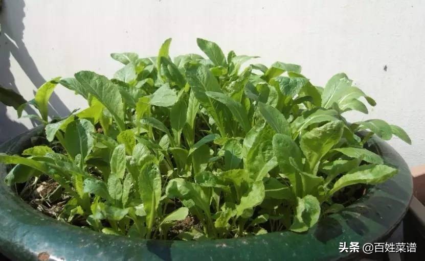 阳台种菜初学者种什么菜,阳台种菜最易种的菜有哪些