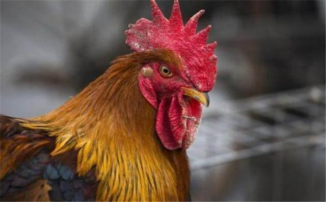 十年鸡头胜砒霜的意思,十年鸡冠越老越有毒吗