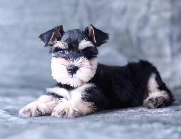 雪纳瑞吃什么牌子狗粮好,雪纳瑞吃什么牌子的狗粮比较好