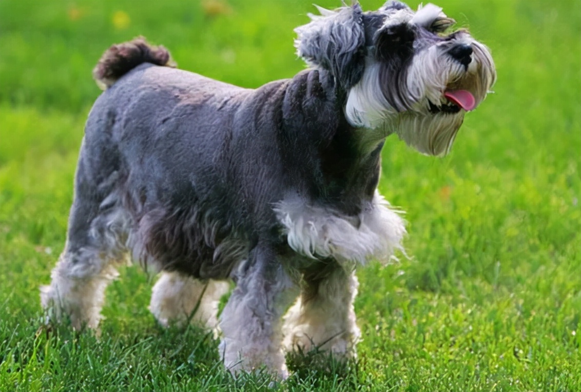 雪纳瑞的各种表现,雪纳瑞要多大才不调皮