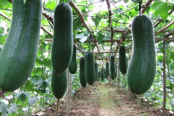 冬瓜好吃有营养的做法,冬瓜营养介绍