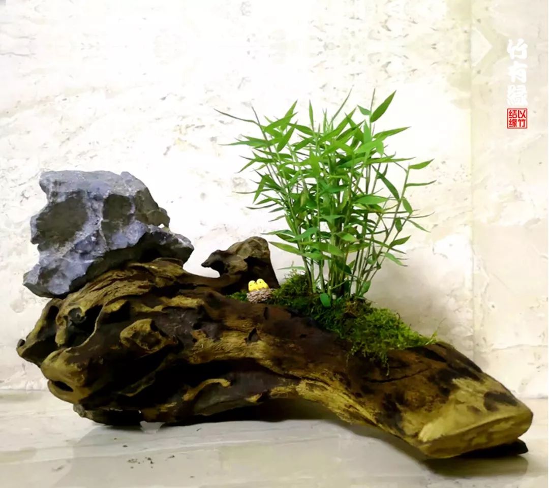 《竹子浇水宝典》竹子浇水是门大学问！