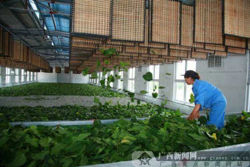 蚕氯气中毒了如何补救,蚕中毒怎么消除