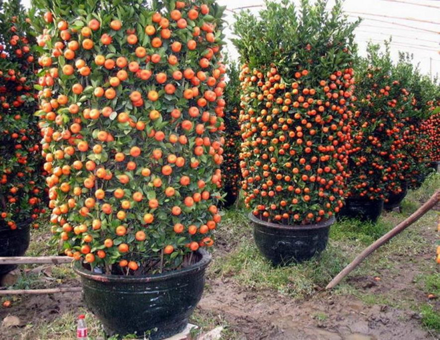 百种味道的果子,百种果实图片