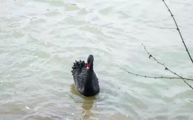 自从藏龙岛有了南延线，我就再没羡慕过别人家的学校！