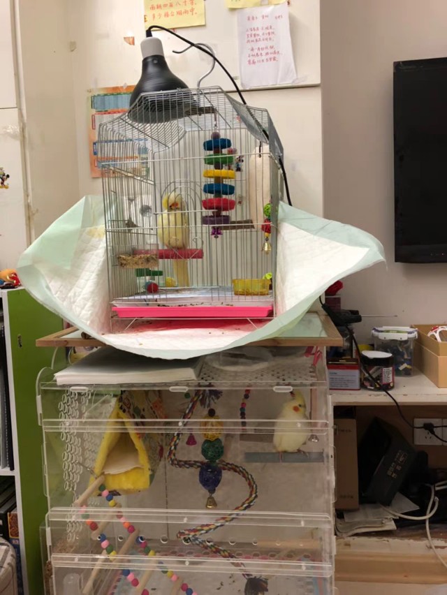 鹦鹉冬天不进鸟窝里睡,鹦鹉冬天冷不进窝怎么办