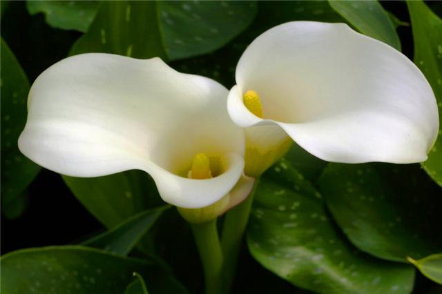 马蹄莲开花后怎么处理,马蹄莲花开完了怎么处理