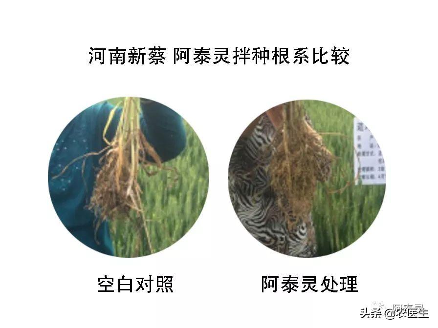 水稻种子需要做哪些处理,水稻种子催芽问题应对