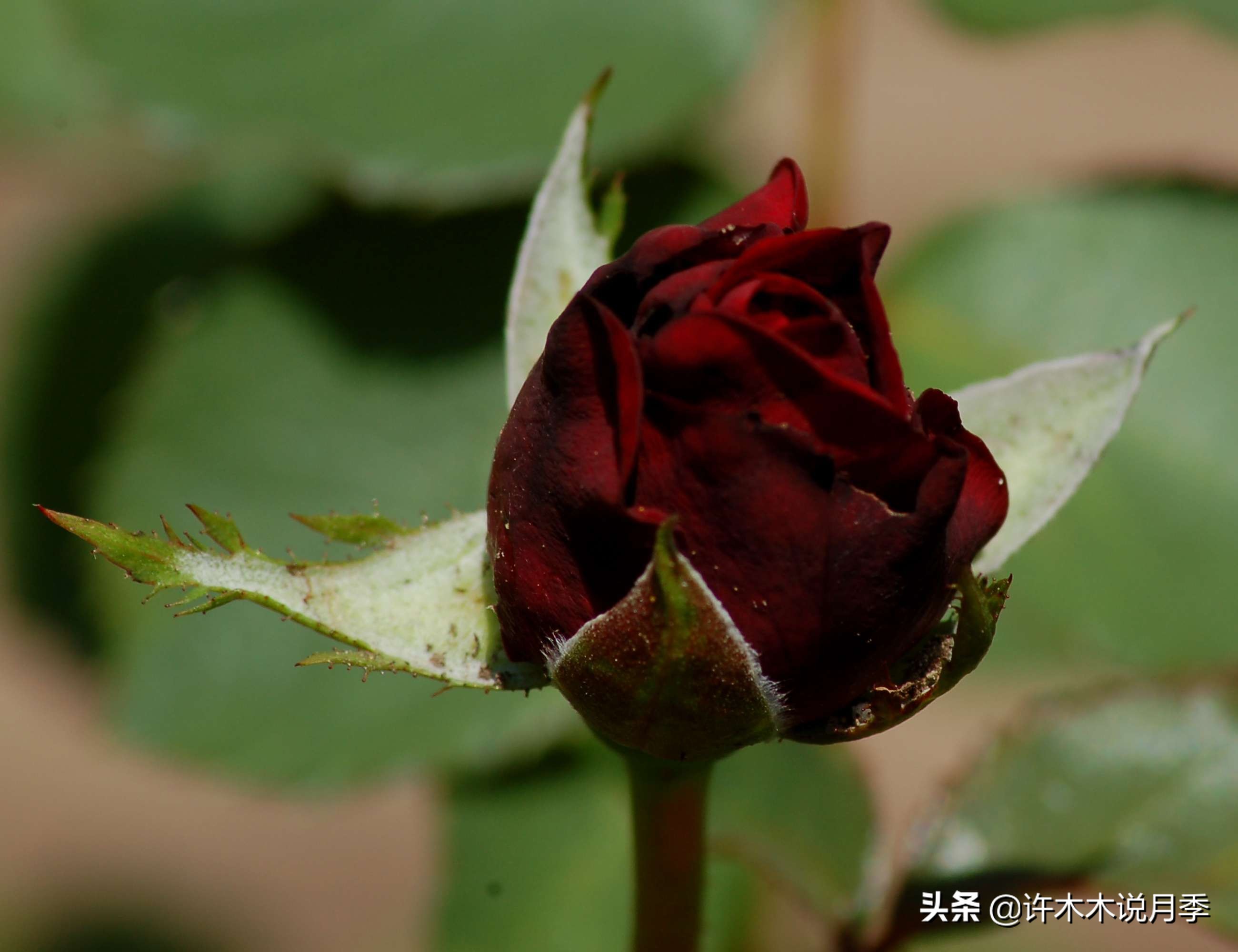 如何买到正版欧月？月季购买防骗手册，几招鉴定欧月，拒绝小白花