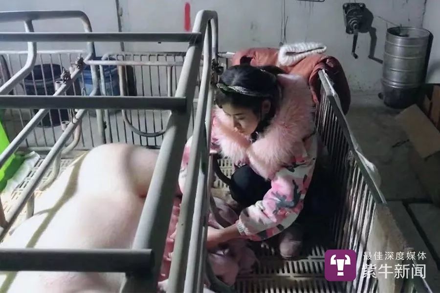 家里有矿的小萝莉,97年小伙回乡养猪年赚百万