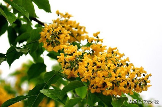 小叶紫檀降香黄檀知识讲解,小叶紫檀红酸枝木家具知识讲解