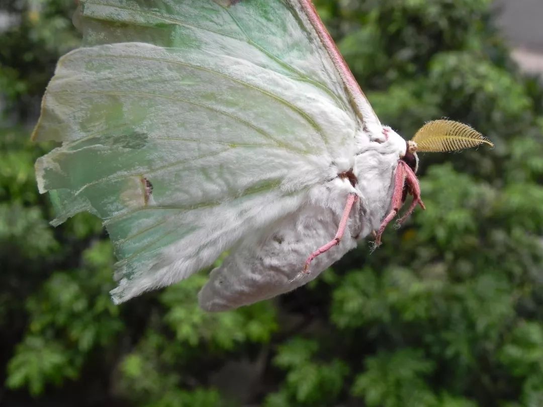 传说中的蛊虫真的有吗,传说中的扑棱蛾子