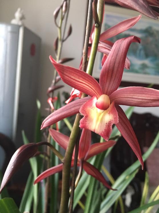 此兰花适合新手，花大色艳，香味袭人，好养易活，开花勤快还便宜